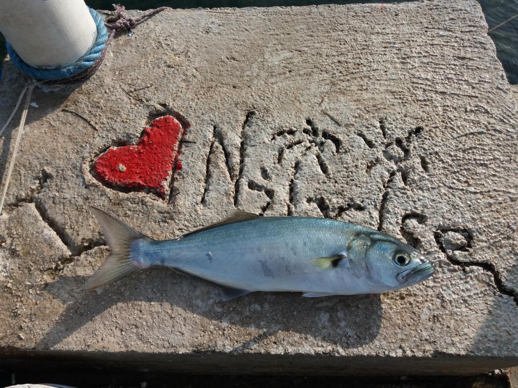 Apartment "I Love Njivice" Herceg Novi Eksteriør billede